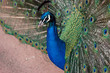 Indian blue peacock