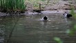 Zwei Enten putzen sich im Wasser