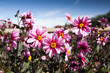 Photo: dahlias roses dahlias roses