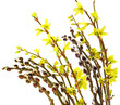 spring branches