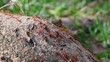 Ants crawling on stem 1