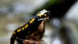 Feuersalamander