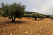 Olivos en Tielmes