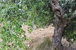 Olivos en Tielmes