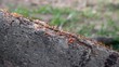 Ants crawling on stem
