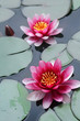 Pink lotus flowers