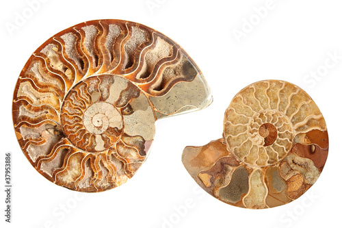 Photo: Two ammonites Two ammonites