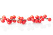 Christmas twig with red berries, clipping path included