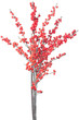 Christmas branch with red berries isolated on white