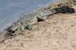 Nile Crocodile