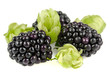 Foto: blackberry fruit closeup blackberry fruit closeup