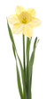 daffodil