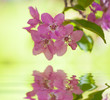 apple tree pink flowers with reflection apple tree pink flowers with reflection