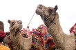 colorfully decorated camels, Rajasthan, India