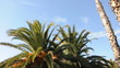 Palmen