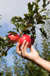 Foto: Apfelernte Apfelernte
