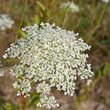 Wilde Möhre - Daucus carota