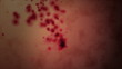 Science Cell. Blood