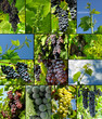 grapes collage grapes collage