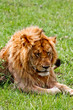 Lion in the Kenya