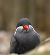 Inca Tern