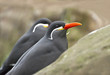 Inca Tern