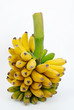Banana on a Branch