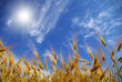 wheat
