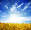 wheat  field