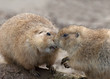 Prairie Dogs