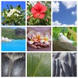 Souvenirs des Seychelles