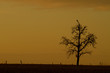 lonely tree