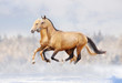 purebred horses
