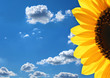 Bright petals of a sunflower against the blue sky