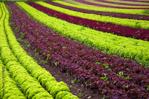 Photo: Salatanbau Salatanbau