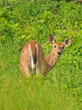 A Curious Doe