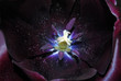 Black Tulip