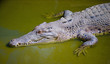 Saltwater Crocodile