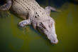 Saltwater Crocodile