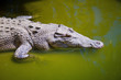 Saltwater Crocodile
