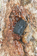 oiceoptoma thoracicum, red-breasted carrion beetle