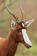 Bontebok antelope