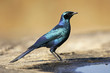 Burchell's starling (Lamprotornis australis), South Africa