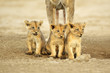 Cute lion cubs