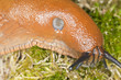 Spanish slug, arion vulgaris Spanish slug, arion vulgaris