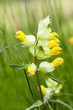 Photo: Greater Yellow-rattle Greater Yellow-rattle
