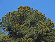Araukarie mit Früchten - monkey puzzle with fruits Araukarie mit Früchten - monkey puzzle with fruits