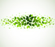 branch with fresh green leaves