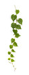 Twig of a climbing plant