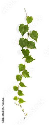 Photo: Twig of a climbing plant Twig of a climbing plant